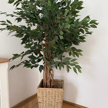 Nature-inspired In Piata Sfatului Apartament Braszów