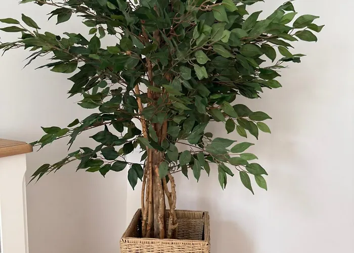 Nature-inspired In Piata Sfatului Appartamento Braşov